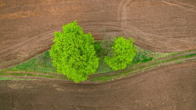 Aerial view of two green trees on a strip of grass surrounded by plowed brown farmland with visible tractor tire tracks, illustrating carbon management and holistic sustainability practices.