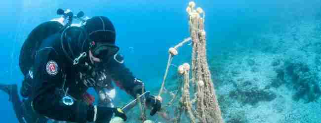 Healthy Seas Foundation