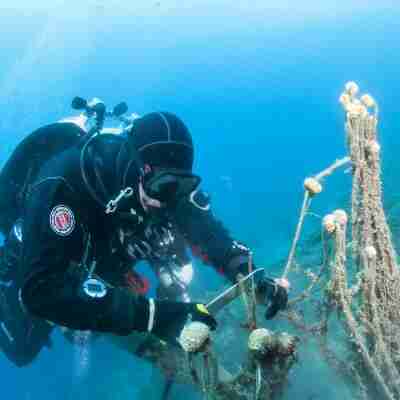Healthy Seas Foundation